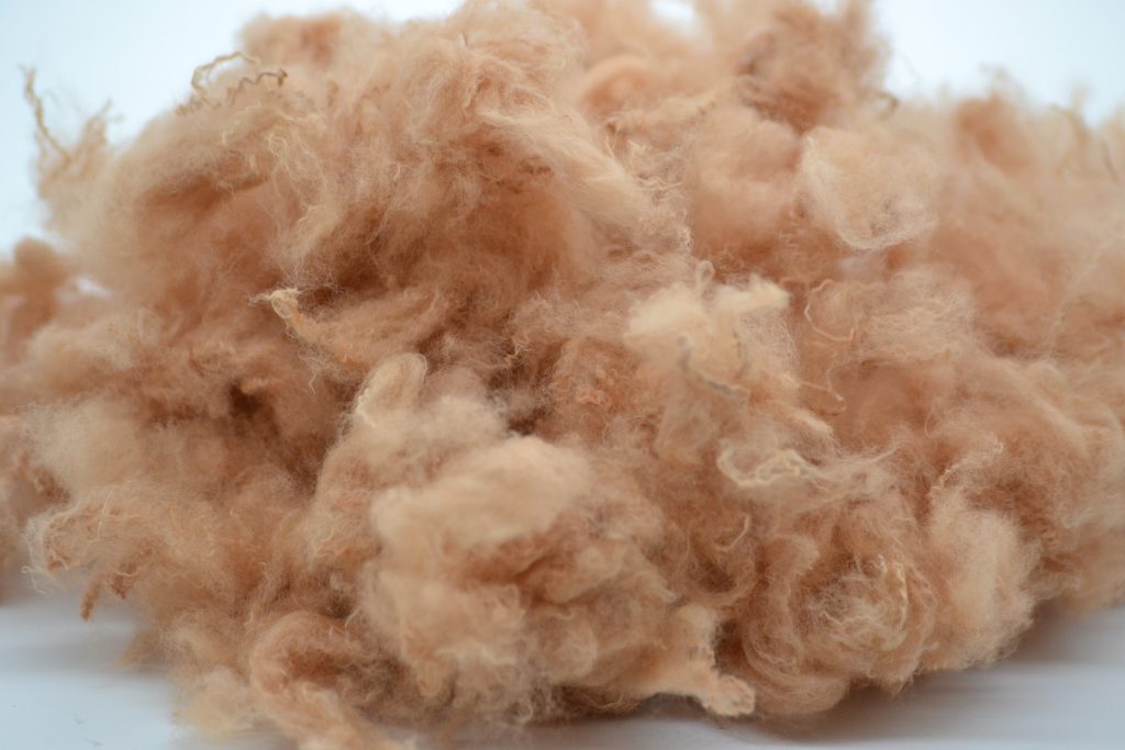 Betts Fiber
